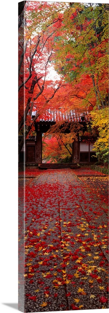 A vertical panoramic piece of a Japanese temple with red and yellow leaves covering the ground leading up to it.