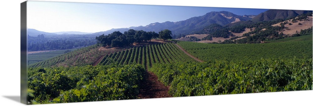 Long canvas of a vineyard with rolling hills in the distance.