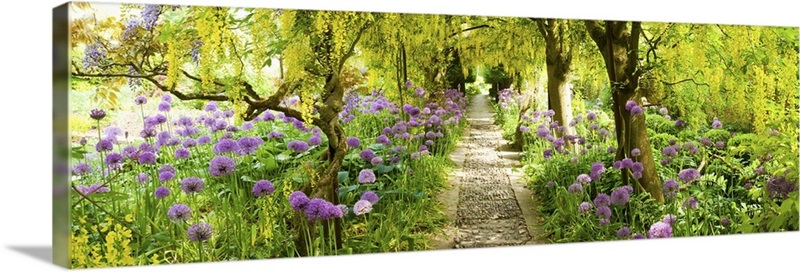 Laburnum trees at Barnsley House Gardens, Gloucestershire, England ...