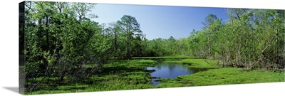 Lake in a forest, Houma area, southern Louisiana