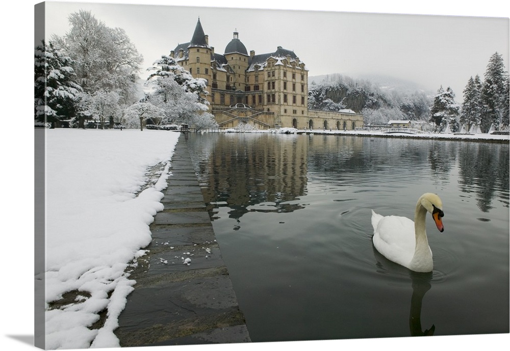 A mute swan swims in a pond in the winter near a large historic building in Europe, covered in snow.
