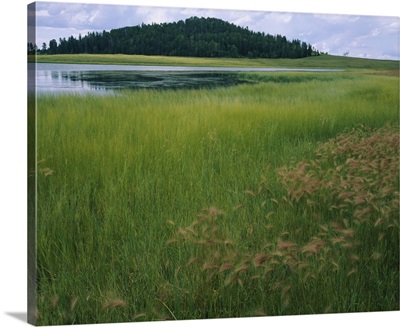 Lake surrounded by grass, Crescent Lake, White Mountains, Apache-Sitgreaves National Forest, Apache County, Arizona