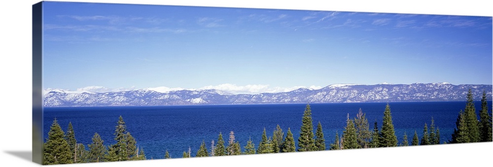Giant, panoramic photograph looking over pine tree tops, onto the blue waters of Lake Tahoe in California.  Mountains cove...