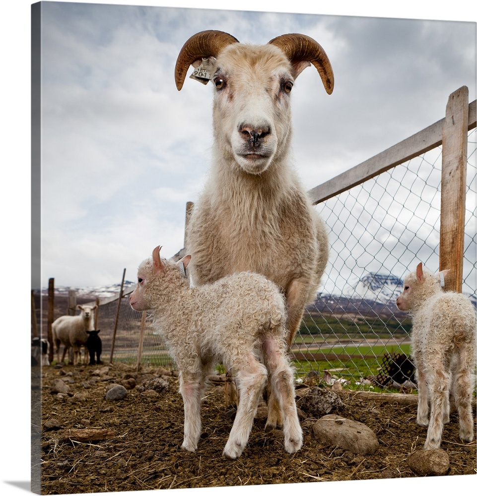 Lamb on a farm, iceland.