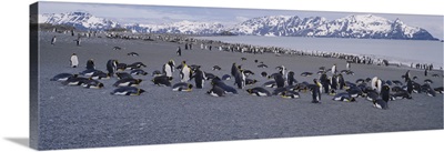 Large group of King penguins at the coast with snow capped mountains in the background, Salisbury Plain, South Georgia, Antarctica (Aptenodytes Patagonicus)
