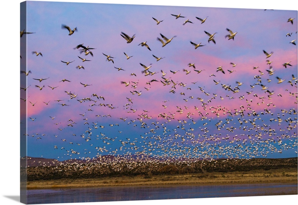 Large herd of Snow geese Soccoro, New Mexico, USA