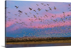 Large Herd Of Snow Geese Soccoro, New Mexico image thumbnail
