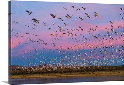 Large Herd Of Snow Geese Soccoro, New Mexico