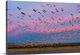 image thumbnail of Large herd of Snow geese Soccoro, New Mexico, USA