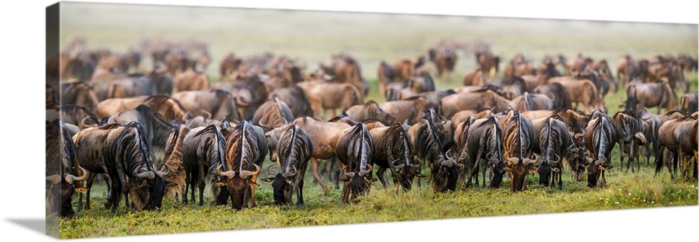 Large herd of western white-bearded wildebeest (Connochaetes taurinus mearnsi), Ngorongoro Conservation Area, Tanzania