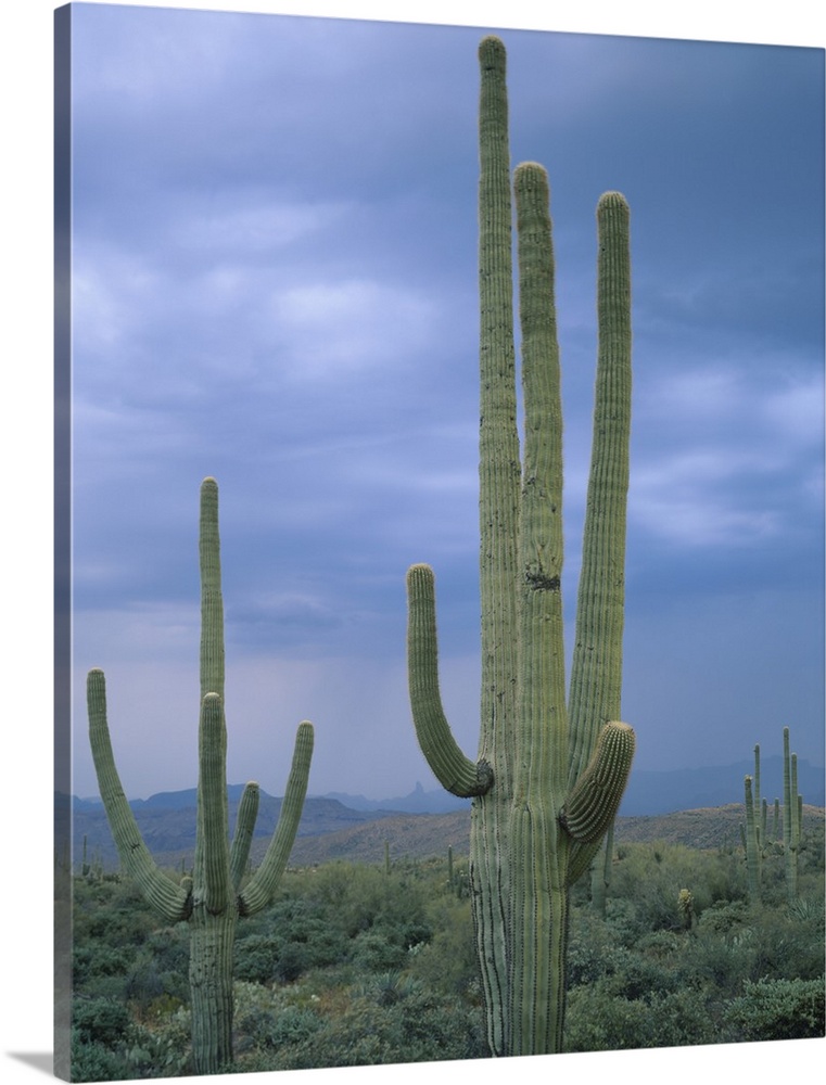 Large Saguaro Cactus in the Sonoran Desert, Tonto National Forest, Arizona