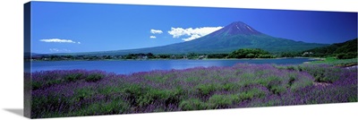 Lavender and Lake Kawaguchi Yamanashi Japan