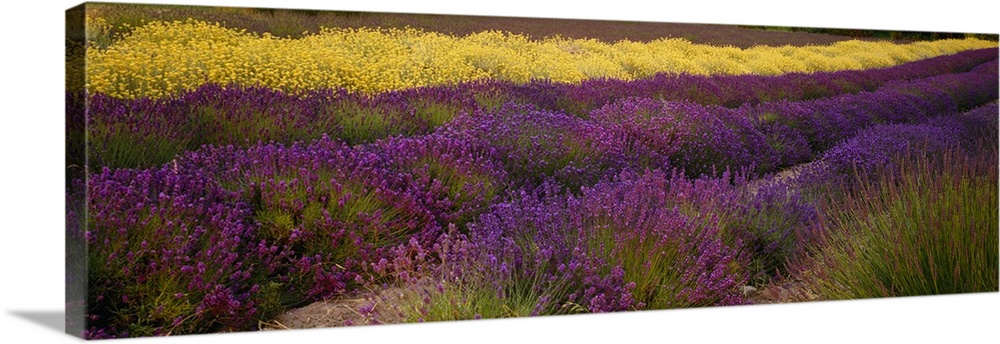 Panoramic photograph shows rows of brightly colored flowers at an angle in a field located within the Northwestern United ...