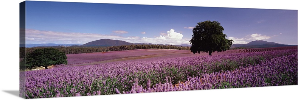 Big panoramic photo on canvas of a field of flowers with a tree in the middle of it and rolling hills in the distance.