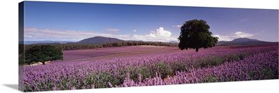 Lavender Farm Nabowla Tasmania Australia