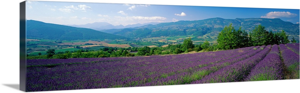 Lavender Field La Drome Provence France