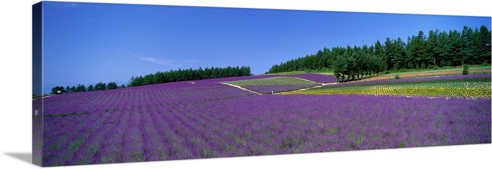Lavender Field (Nakafurano ) Hokkaido Japan