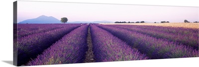 Lavender Field Plateau de Valensole France