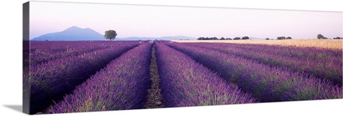 Lavender Field Plateau de Valensole France | Great Big Canvas