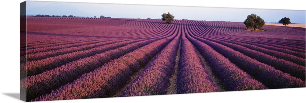 Panoramic photograph of rows of brightly colored blooming lavender flowers in Provence, France.