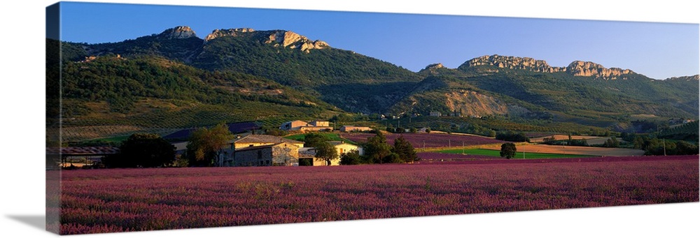 Lavender Fields and Farms High Provence La Drome France