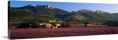Lavender Fields and Farms High Provence La Drome France