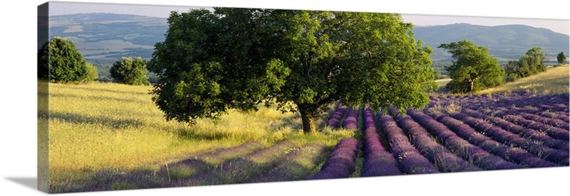 Lavender flowers in a field, Drome, Provence, France | Great Big Canvas