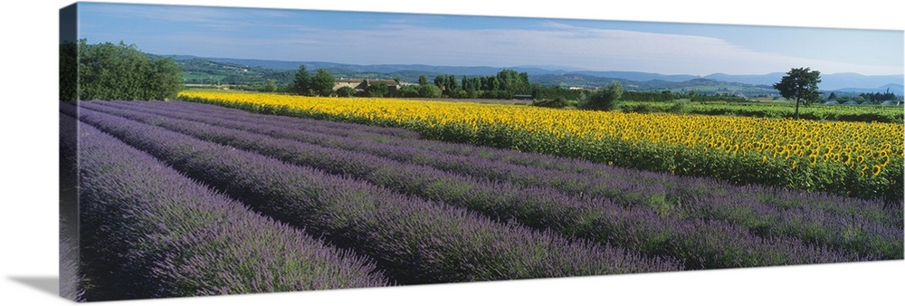 Lavender & sunflower field Provence France
