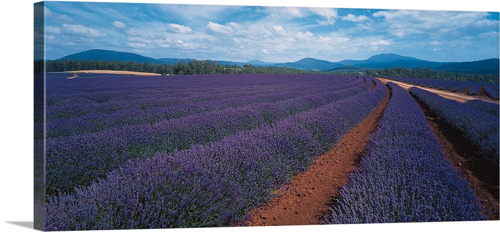 Lavender Tasmania Australia