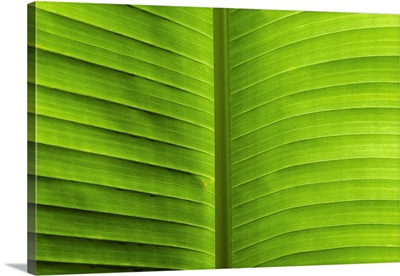 Leaf in Detail