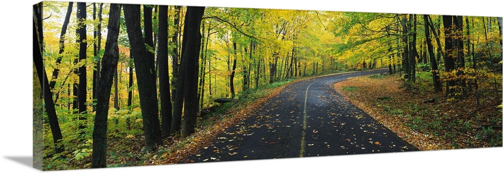 Horizontal, giant photograph of a curving road covered in fallen leaves, surrounded on both sides by tall trees and vibran...