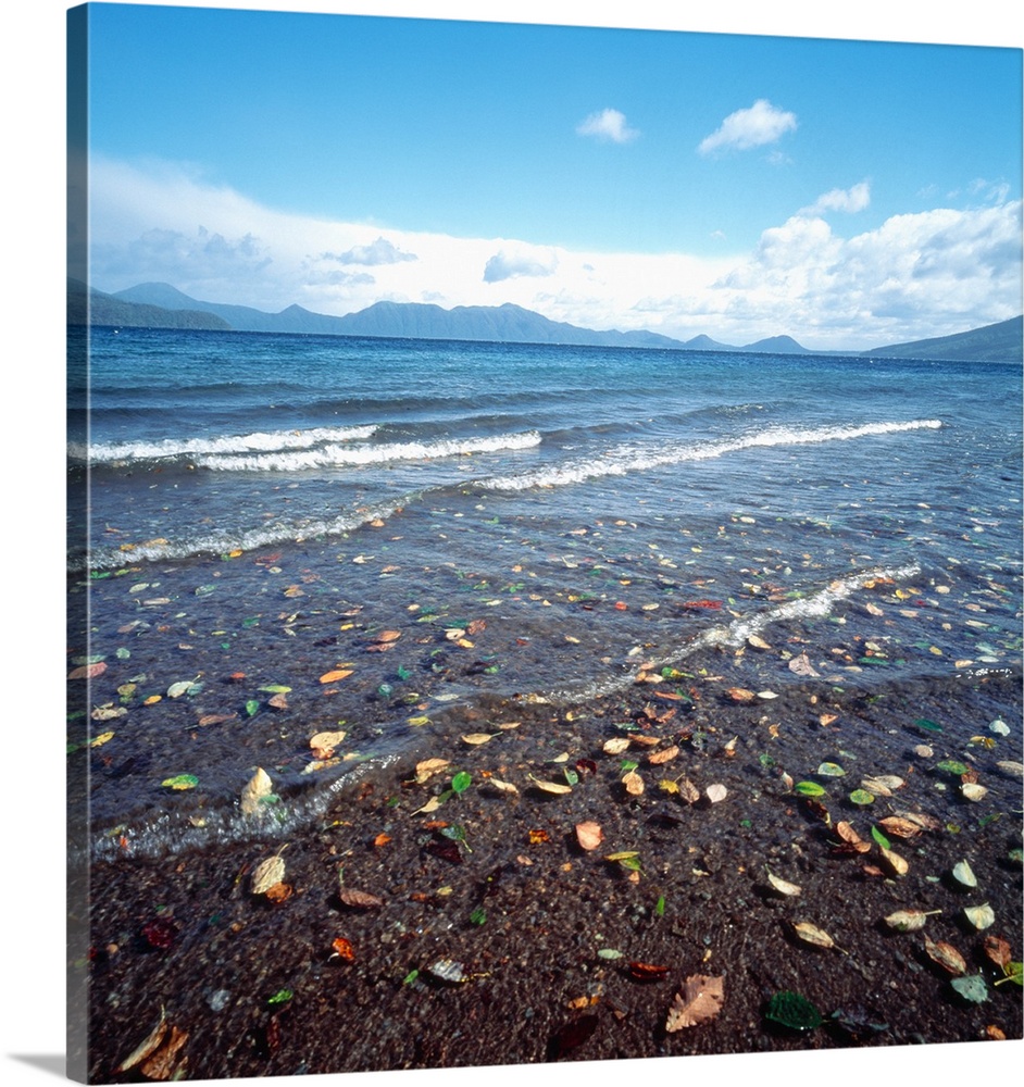 Leaves caught in the tide