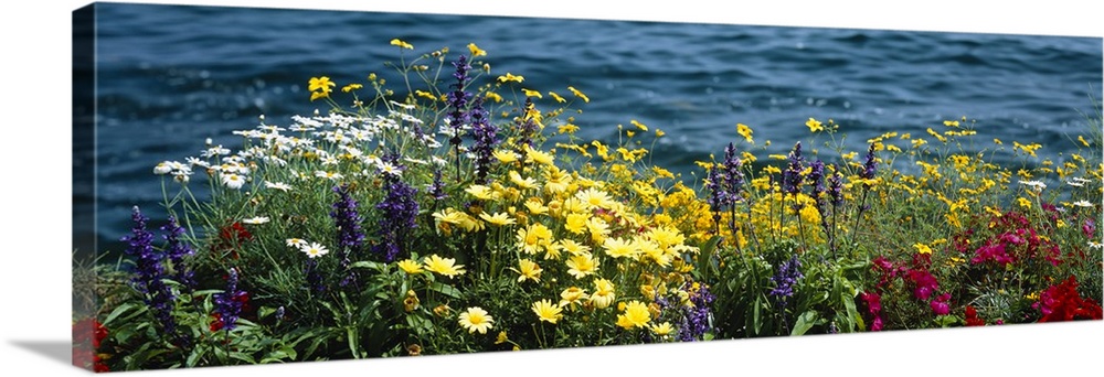 Large horizontal panoramic photograph of blooming flowers beside Leman Lake in Montreux, Switzerland.