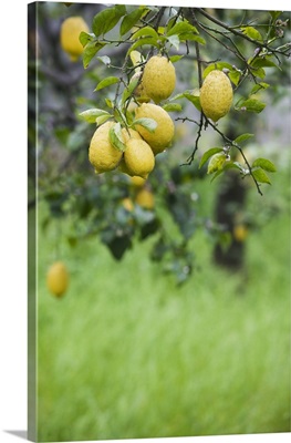 Lemons growing on a tree, Sorrento, Naples, Campania, Italy