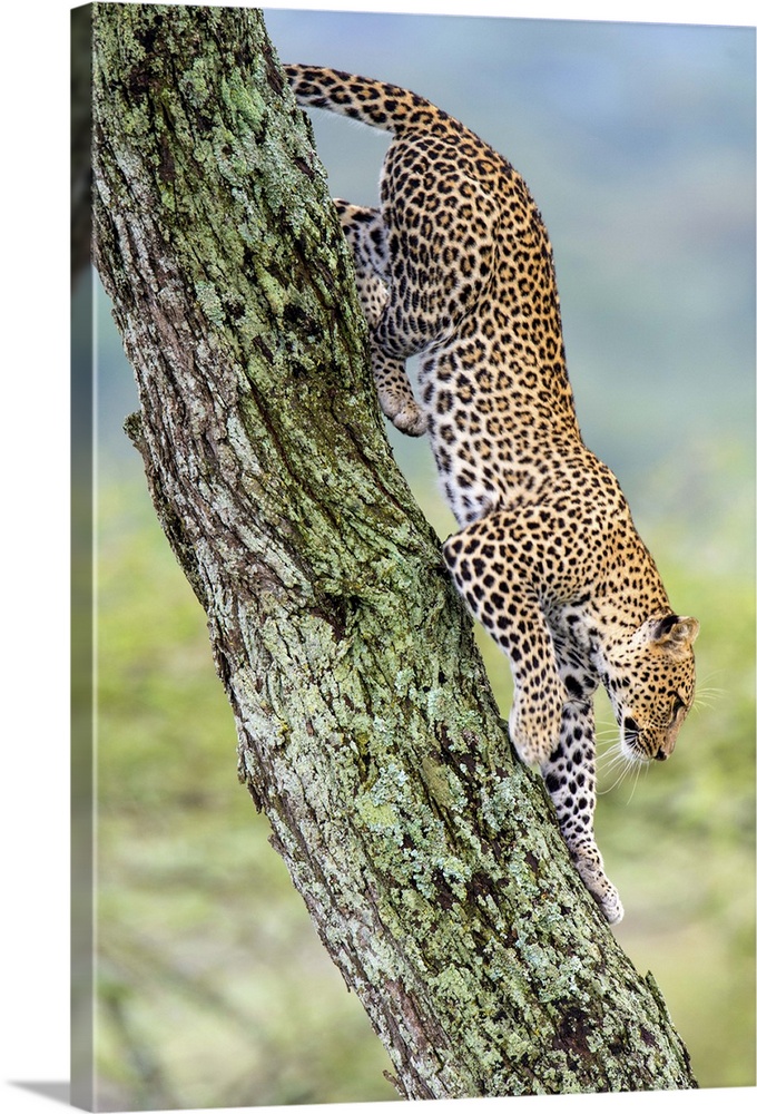 Leopard (Panthera pardus) moving down a tree, Ndutu, Ngorongoro Conservation Area, Tanzania