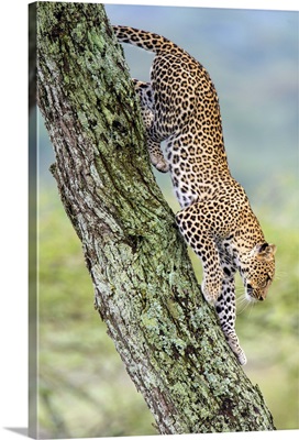Leopard moving down a tree, Ndutu, Ngorongoro Conservation Area, Tanzania