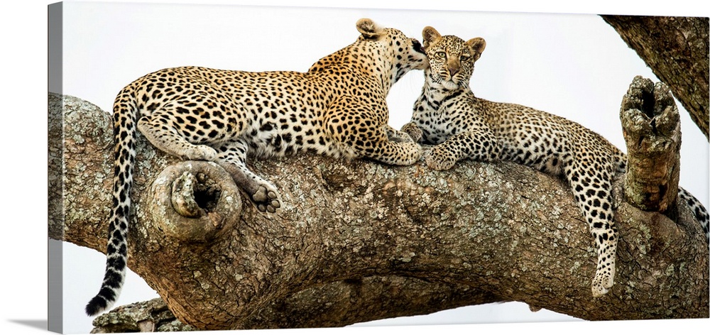 Leopard (panthera pardus) family sitting on a tree, serengeti national park, tanzania.