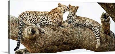 Leopard (Panthera Pardus) Family Sitting On A Tree, Serengeti National Park, Tanzania