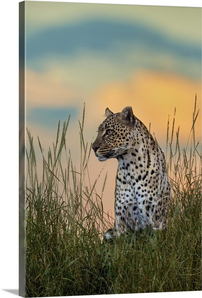 Leopard (Panthera pardus), Serengeti National Park, Tanzania