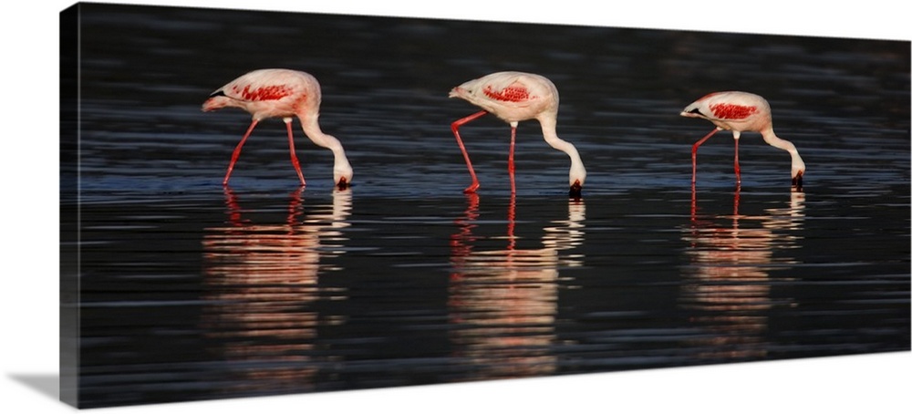 Lesser flamingos in water