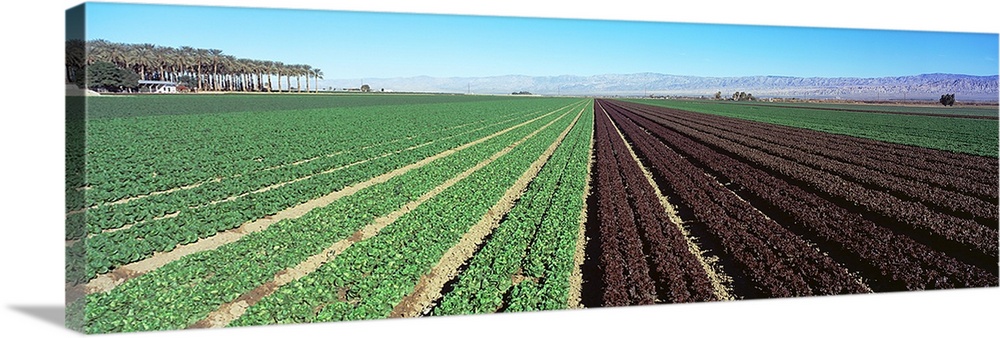 Lettuce crop in a field, Indio, Coachella Valley, Riverside County, California,