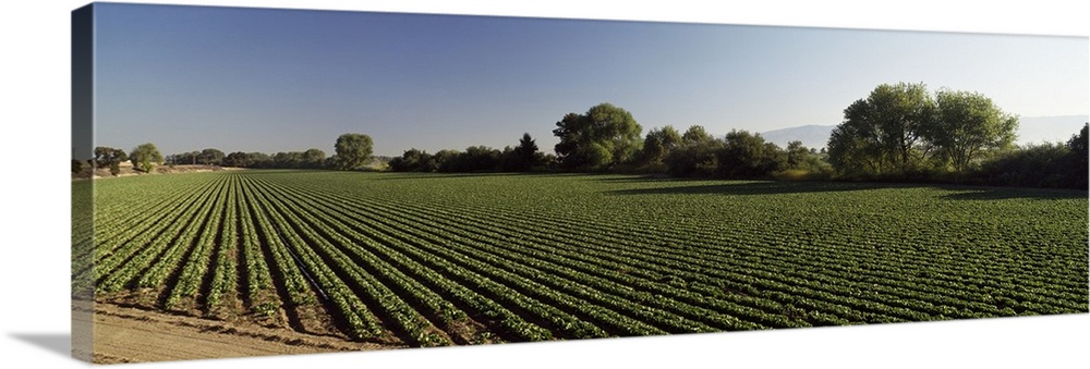 Lettuce Field Salinas Valley CA