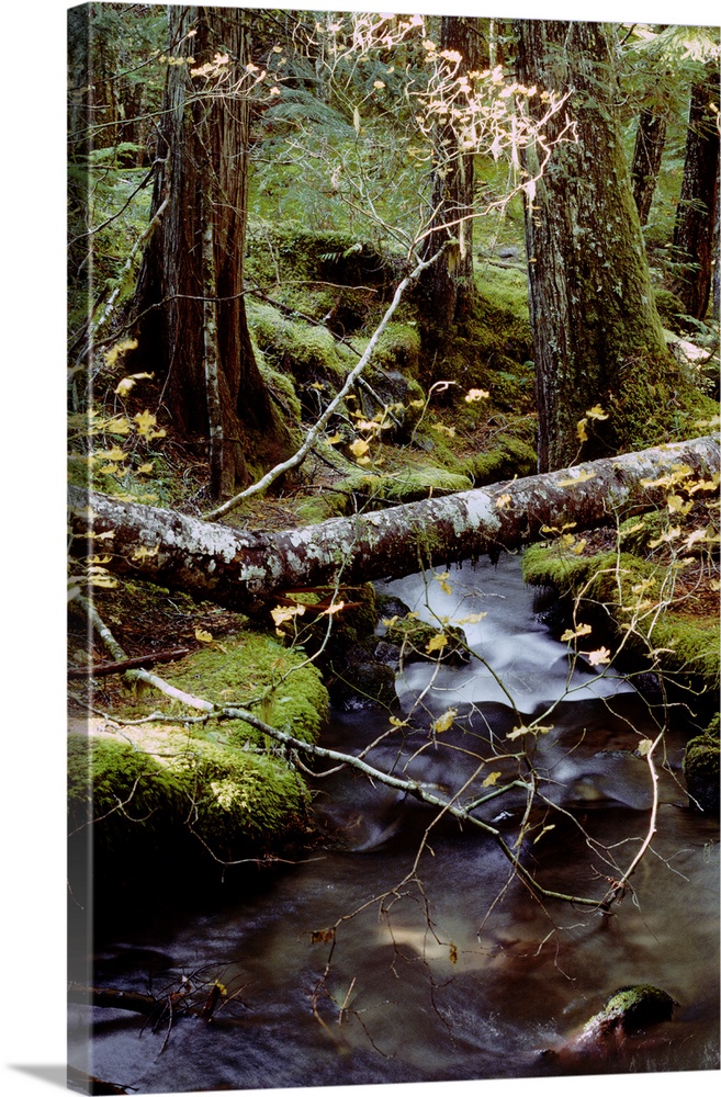 Lichen-Covered Fallen Tree Over Ramona Creek