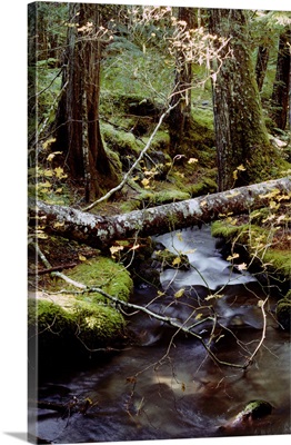 Lichen-Covered Fallen Tree Over Ramona Creek