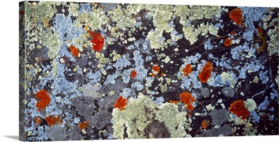 Lichens on Rock CO