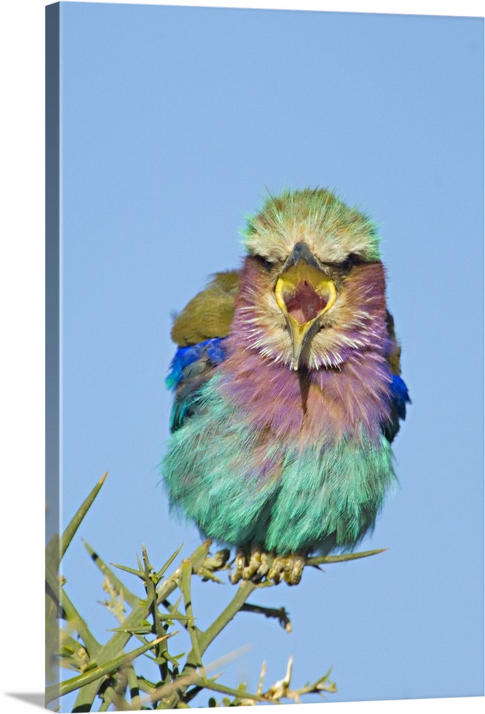 This is a vertical, nature photograph of a small multi-hued bird in the middle of vocalizing.