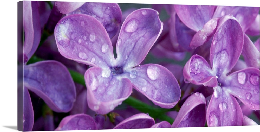 Oversized, landscape, close up photograph of purple lilacs covered with dew drops.
