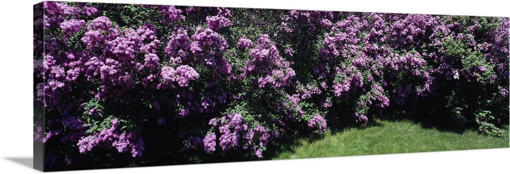 Panoramic photo print of purple flowers in a garden.