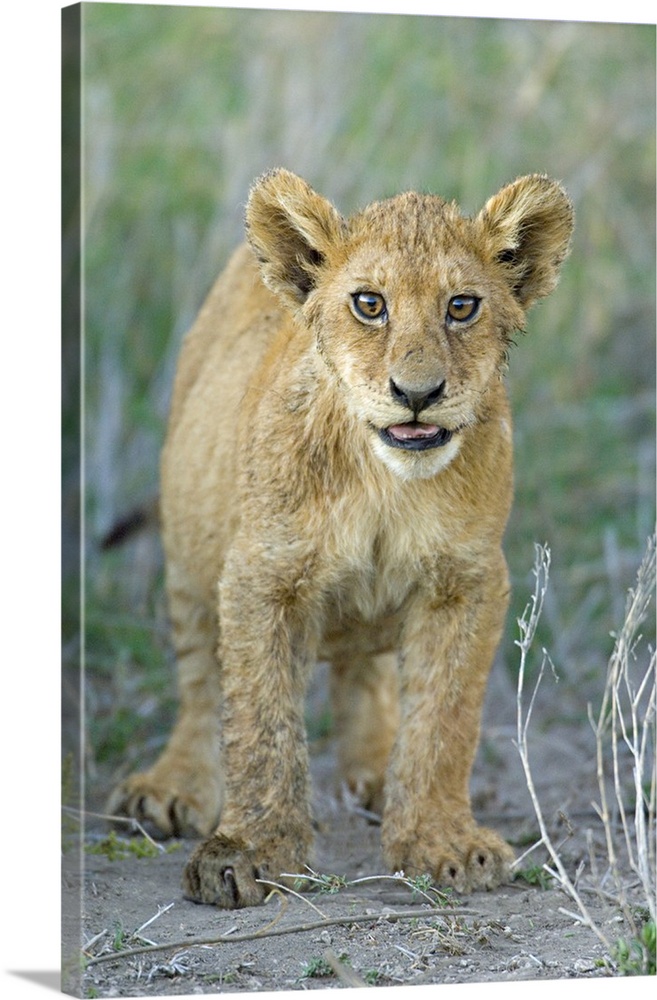 Lion cub standing in a forest, Ngorongoro Conservation Area, Arusha Region, Tanzania (Panthera leo)