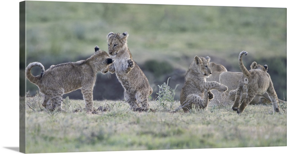 Lion cubs (Panthera leo) at play, Tanzania